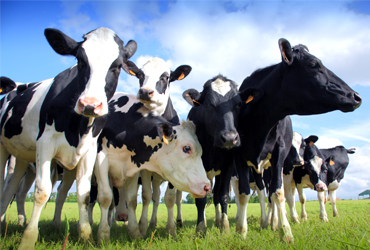 Exploring global organic A2 milk production teaser